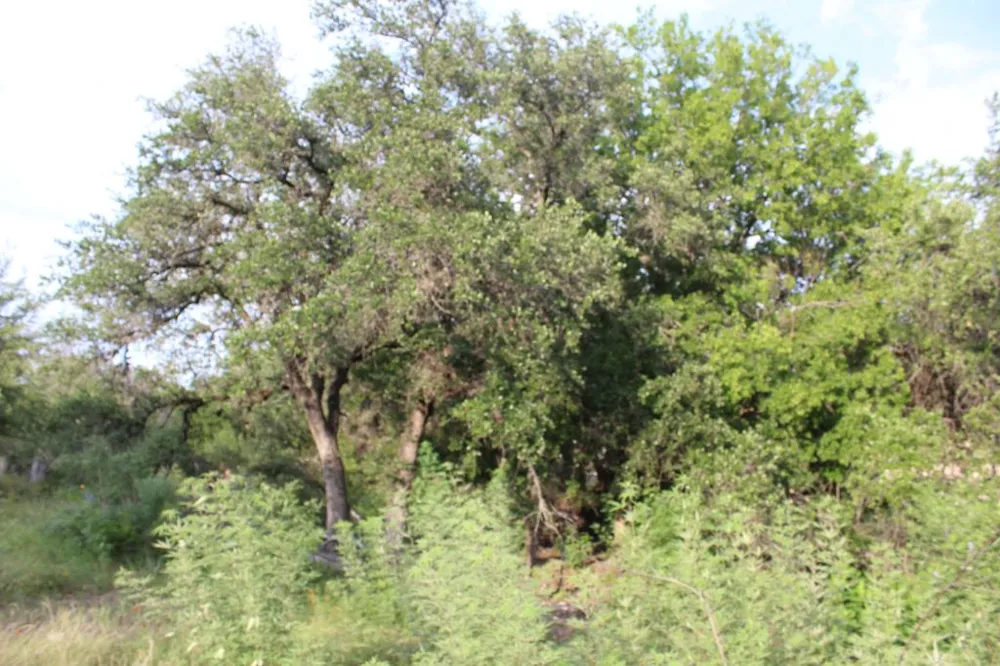 738 Deckhouse Drive Point Venture, TX 78645