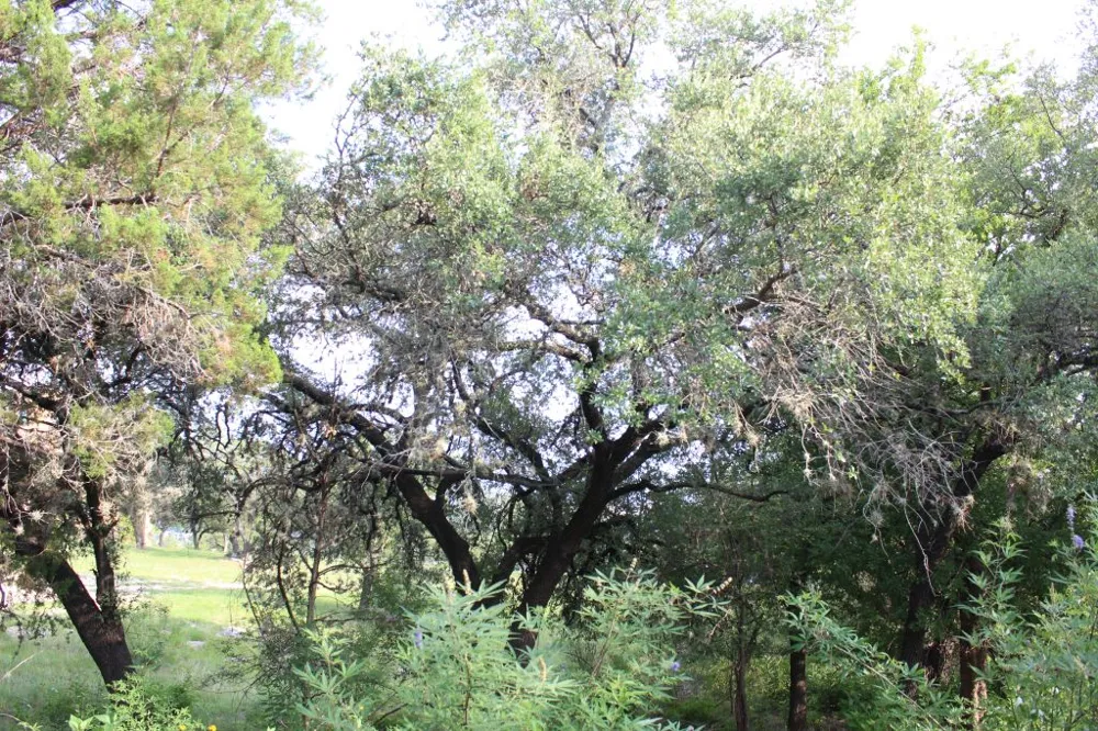 738 Deckhouse Drive Point Venture, TX 78645