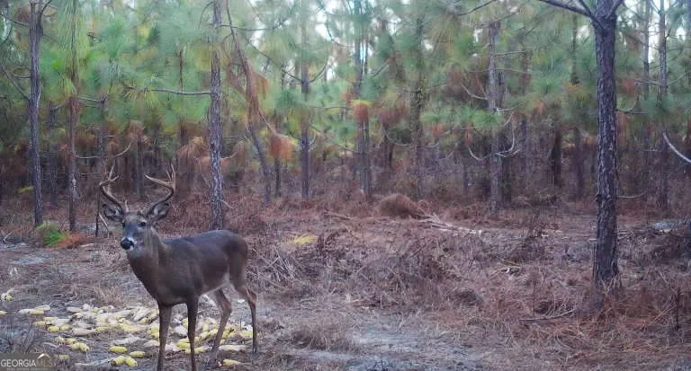 0 Neily Wagon RD Mcrae-Helena, GA 31055