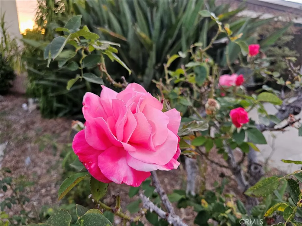 11541 Donovan Road Rossmoor, CA 90720