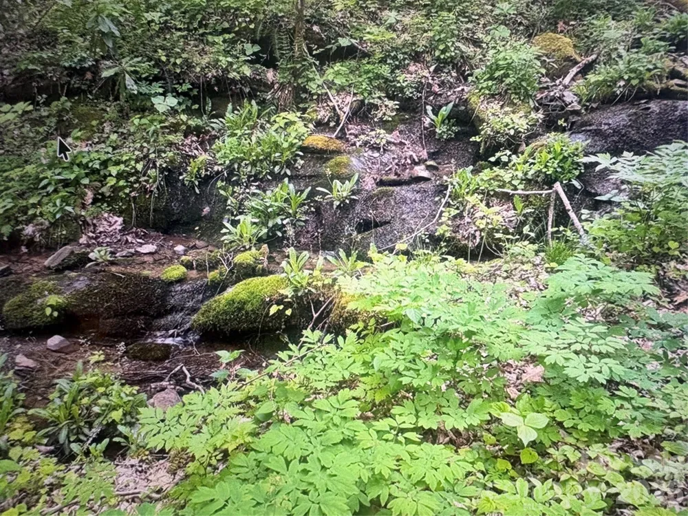 0 Huckleberry Walk #61 Bryson City, NC 28713