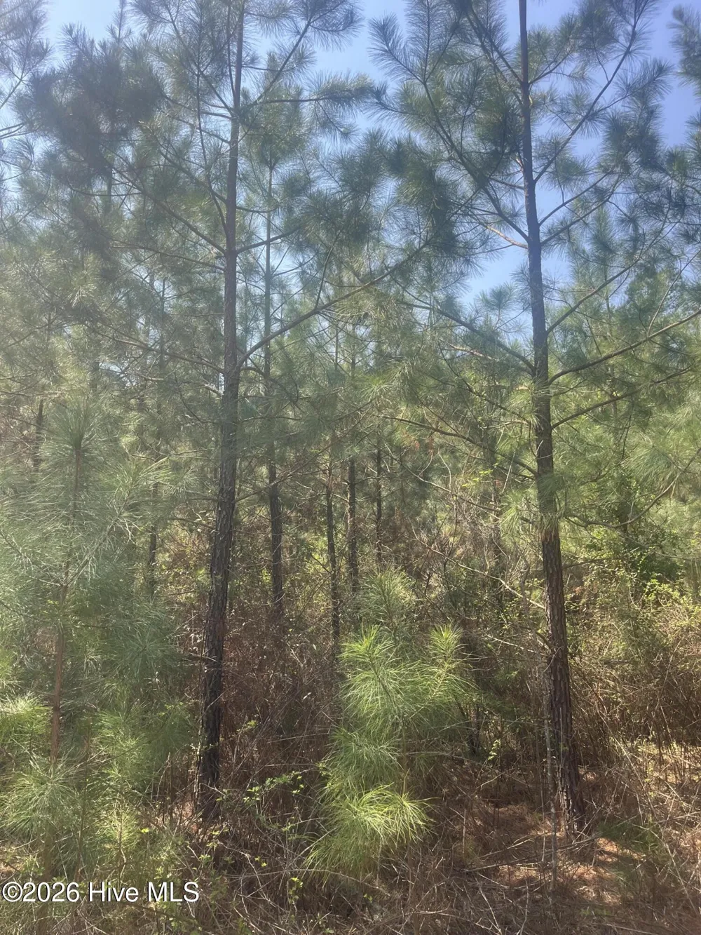 Tbd Healing Acres Lane Carthage, NC 28327