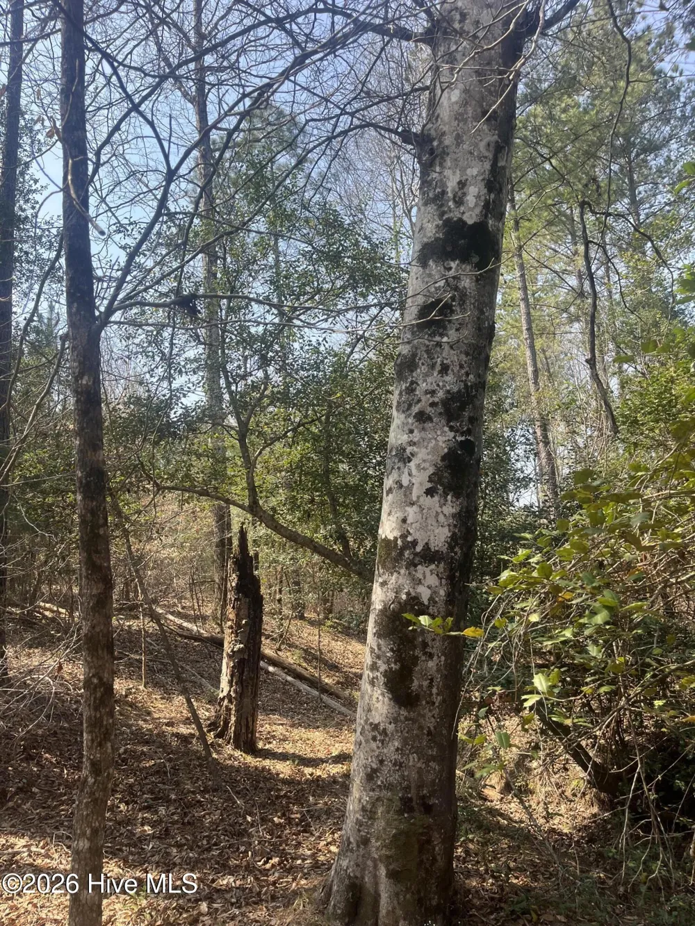 Tbd Healing Acres Lane Carthage, NC 28327