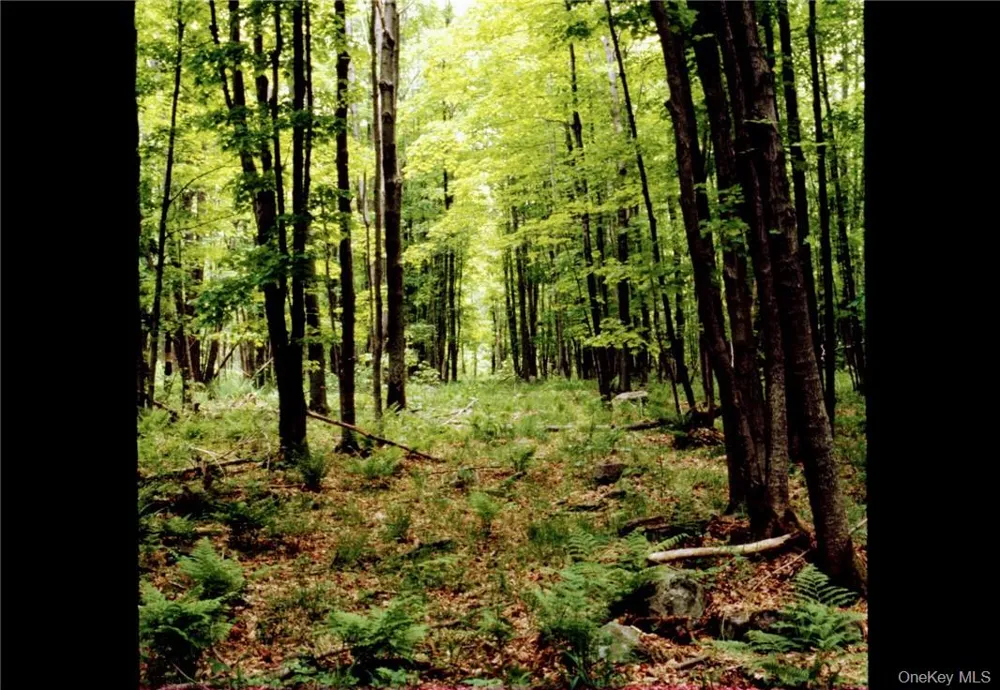 Shandelee Road Livingston Manor, NY 12758