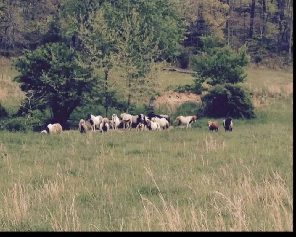 2047 Buffalo Rd Hohenwald, TN 38462