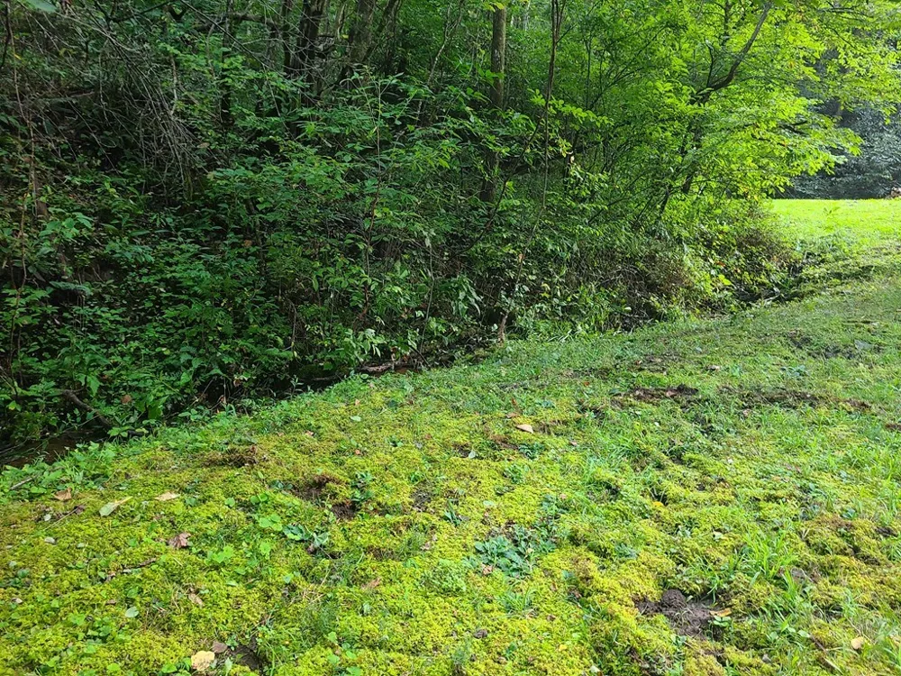 Red Wolf Run Franklin, NC 28734