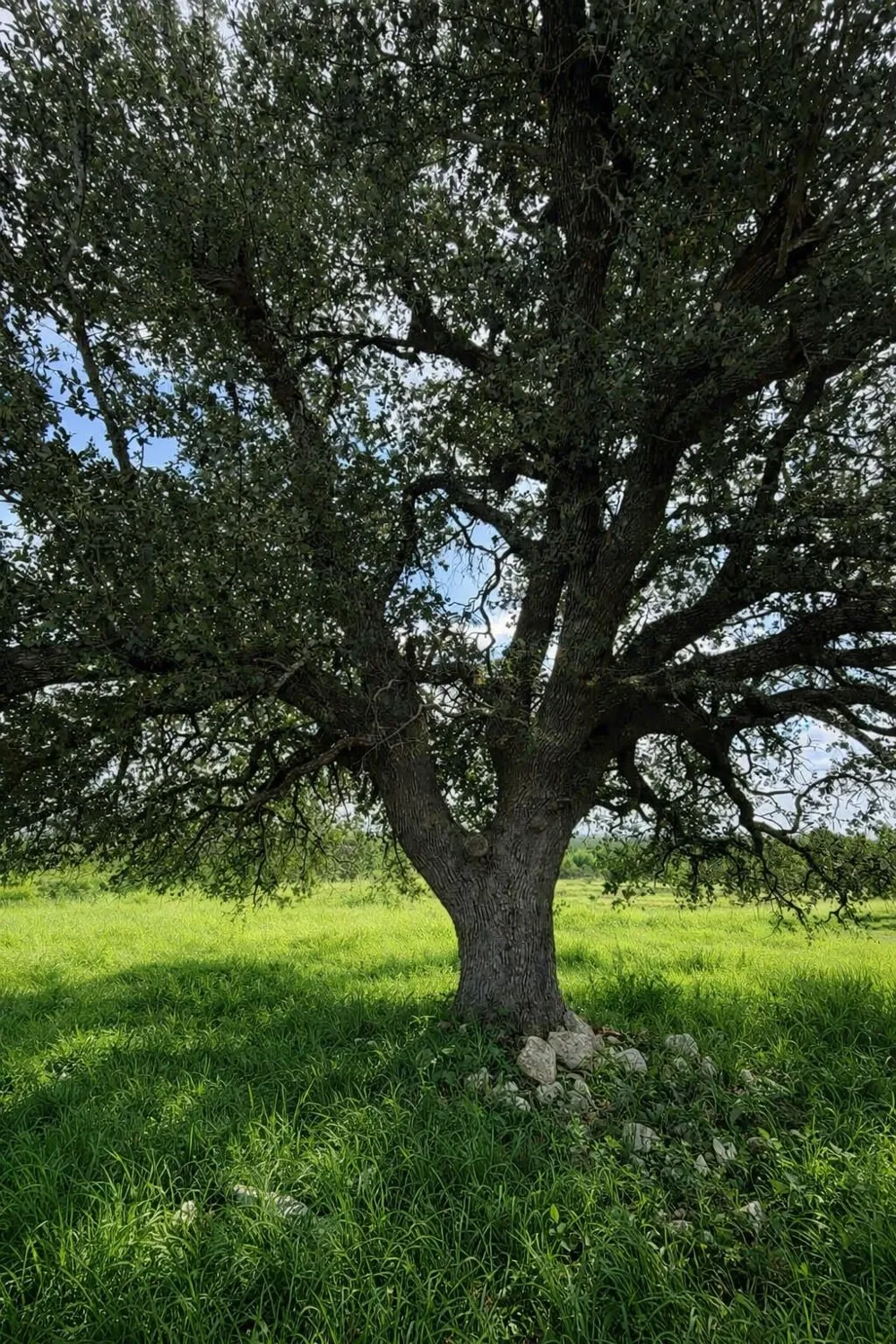 3 Badger Ridge Road Fredericksburg, TX 78624