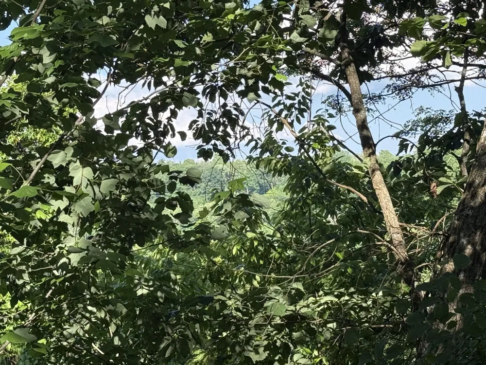 214 Middle Ridge Road Beersheba Springs, TN 37305