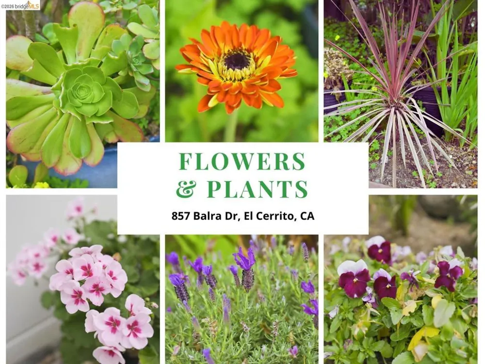 857 Balra Dr El Cerrito, CA 94530