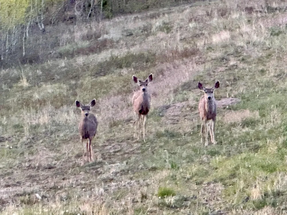 892 Stratton Park Road Bellvue, CO 80512