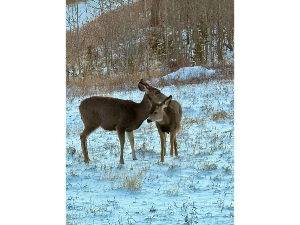 892 Stratton Park Road Bellvue, CO 80512