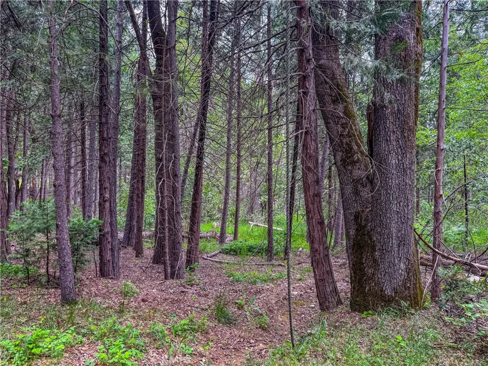 7083 Hites Cove Mariposa, CA 95338