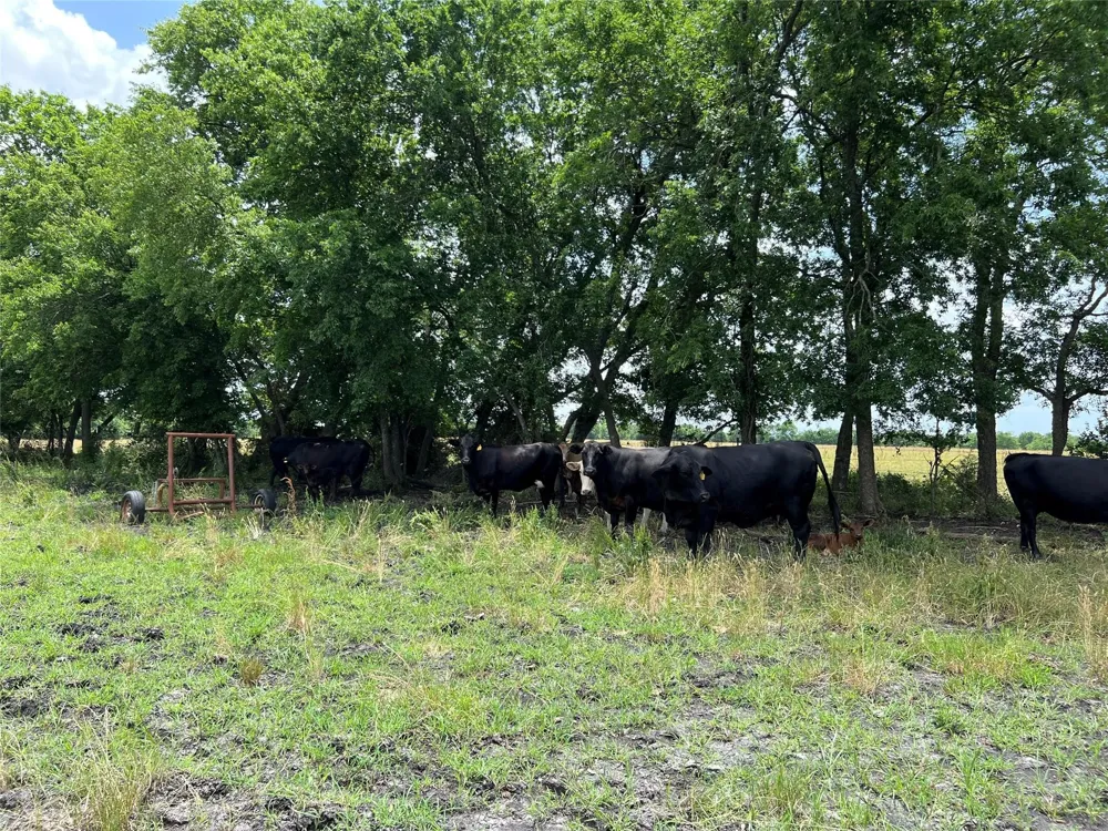 CR 3735 Wolfe City, TX 75496