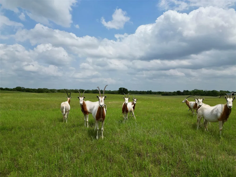 3803 Private 4100 Road Marquez, TX 77865