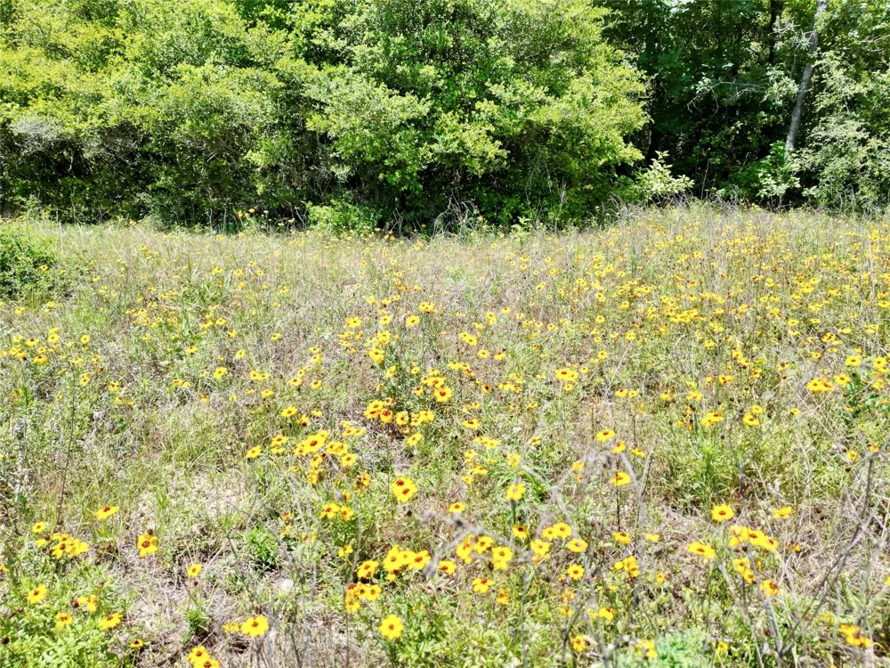 3803 Private 4100 Road Marquez, TX 77865