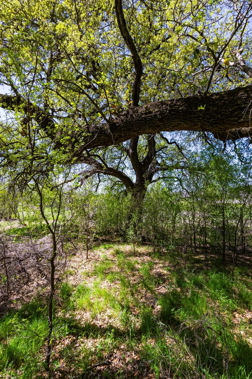 Indigo Bush Possum Kingdom Lake, TX 76449