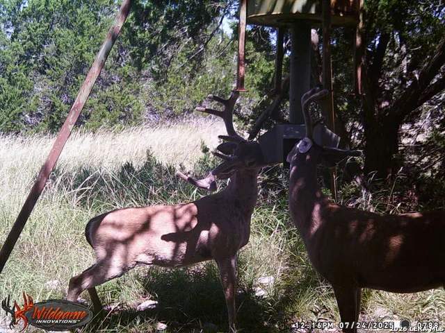3527 stapp ranch Junction, TX 76849