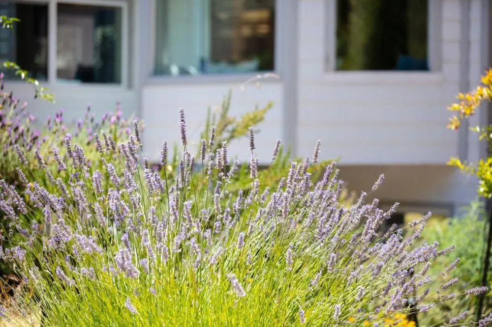 1003 Laurel Glen Soquel, CA 95073