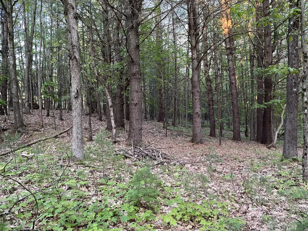 3601 Madison Road Manistee Township, MI 49660