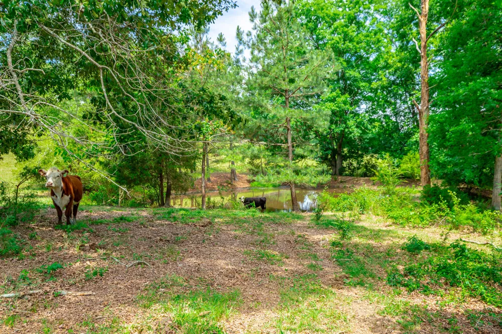 7015 B And K Ranch Road Georgetown, TN 37336