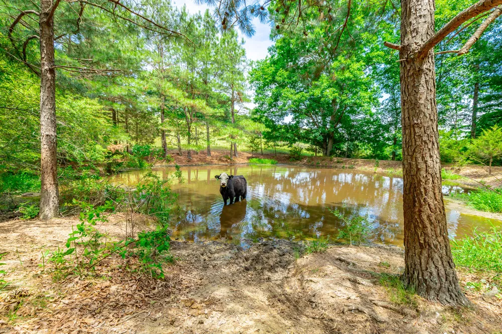 7015 B And K Ranch Road Georgetown, TN 37336