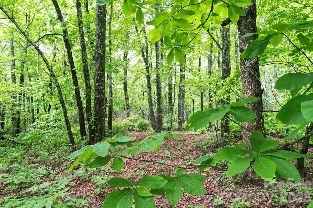 215 Laurel Mountain Trail #10 Black Mountain, NC 28711