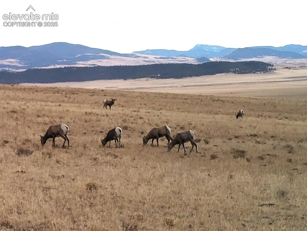 2030 Puma Hills Road Lake George, CO 80827