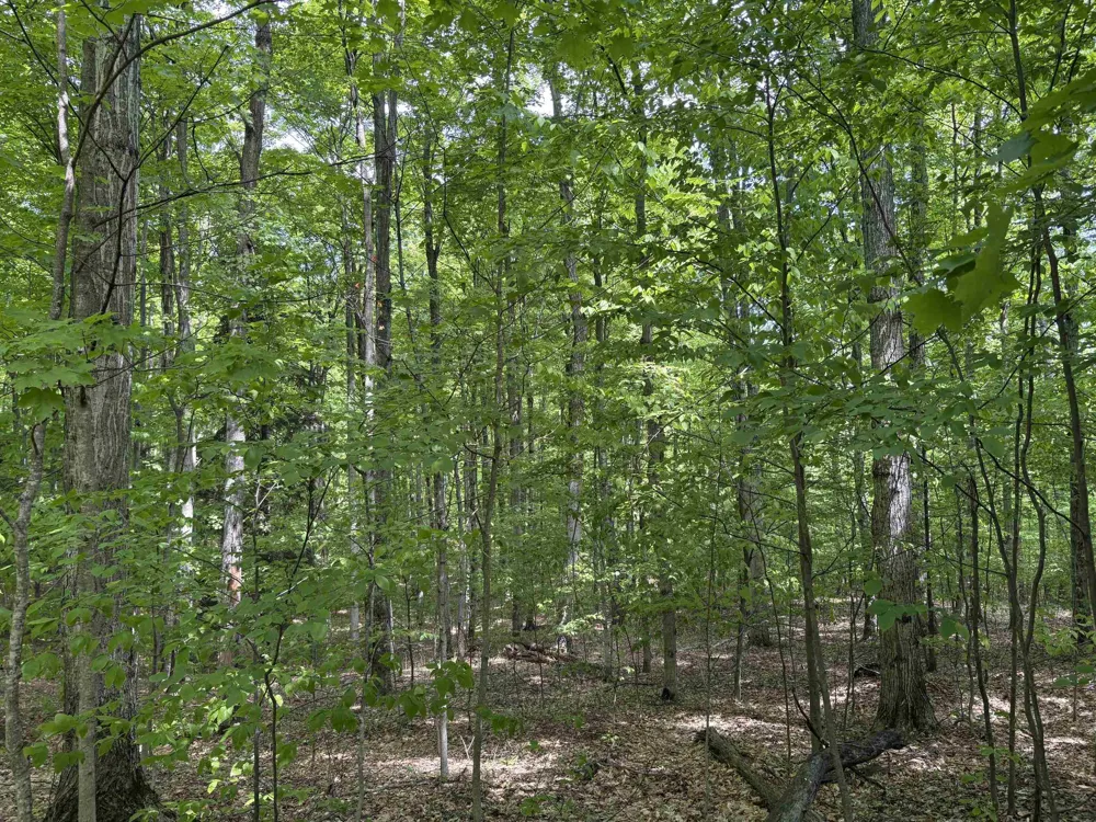 13631 S Beaver Pond Road Empire Township, MI 49630
