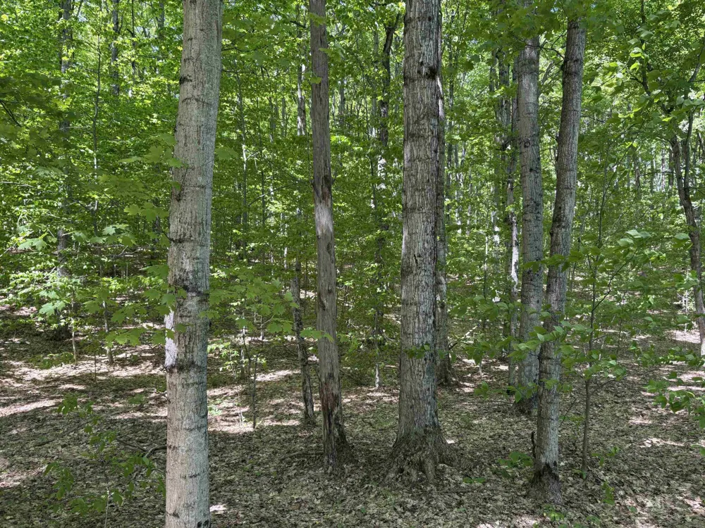 13631 S Beaver Pond Road Empire Township, MI 49630