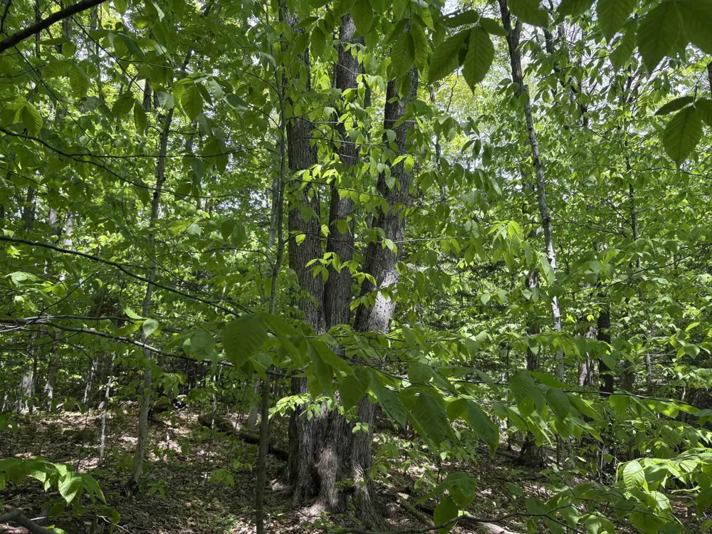 13631 S Beaver Pond Road Empire Township, MI 49630