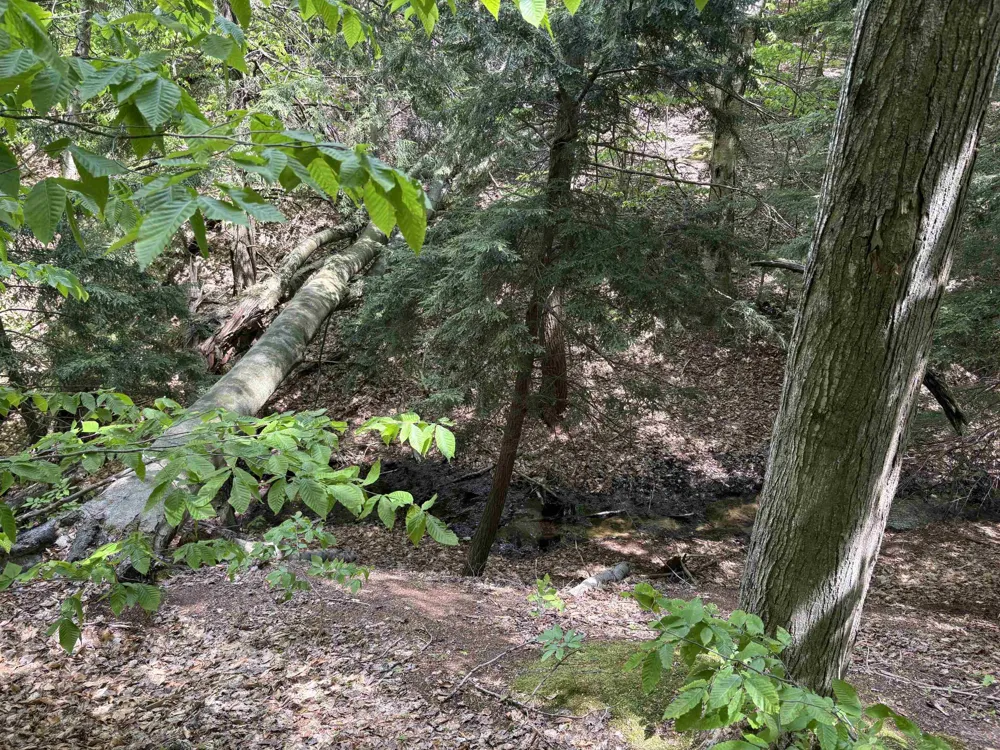 13631 S Beaver Pond Road Empire Township, MI 49630