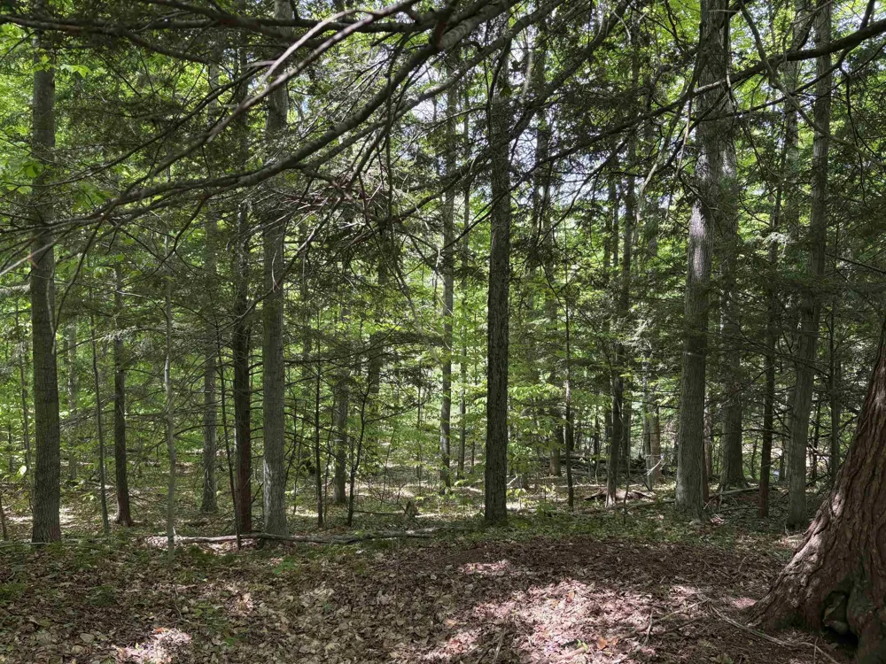 13631 S Beaver Pond Road Empire Township, MI 49630