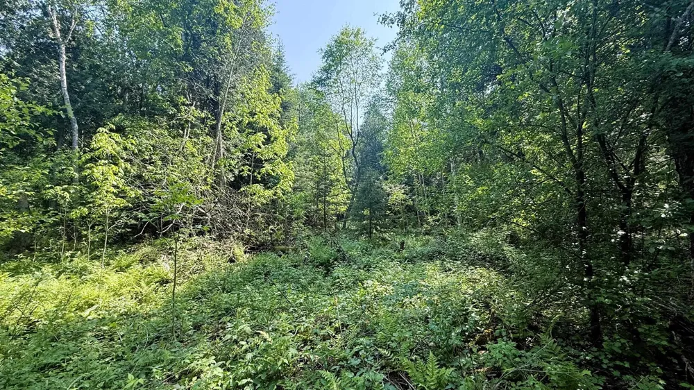 Old State Road Jordan Township, MI 49727