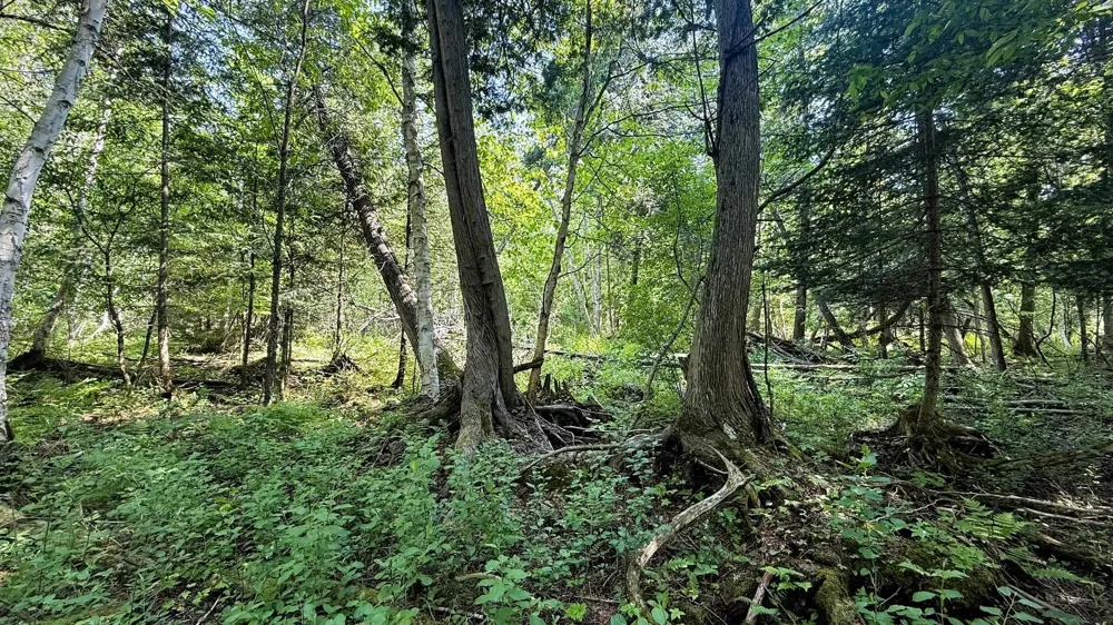 Old State Road Jordan Township, MI 49727