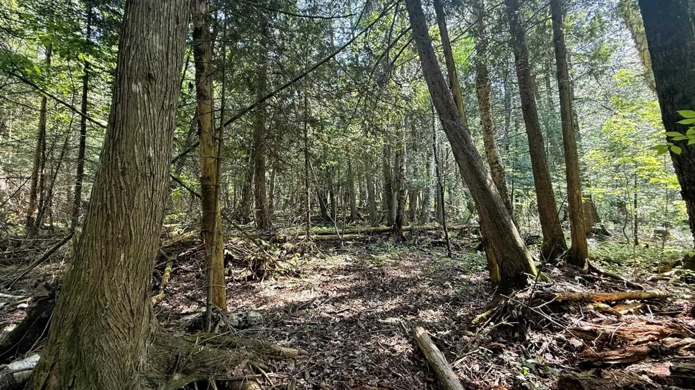 Old State Road Jordan Township, MI 49727