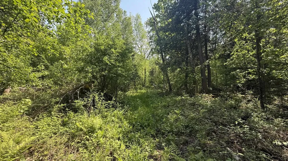 Old State Road Jordan Township, MI 49727