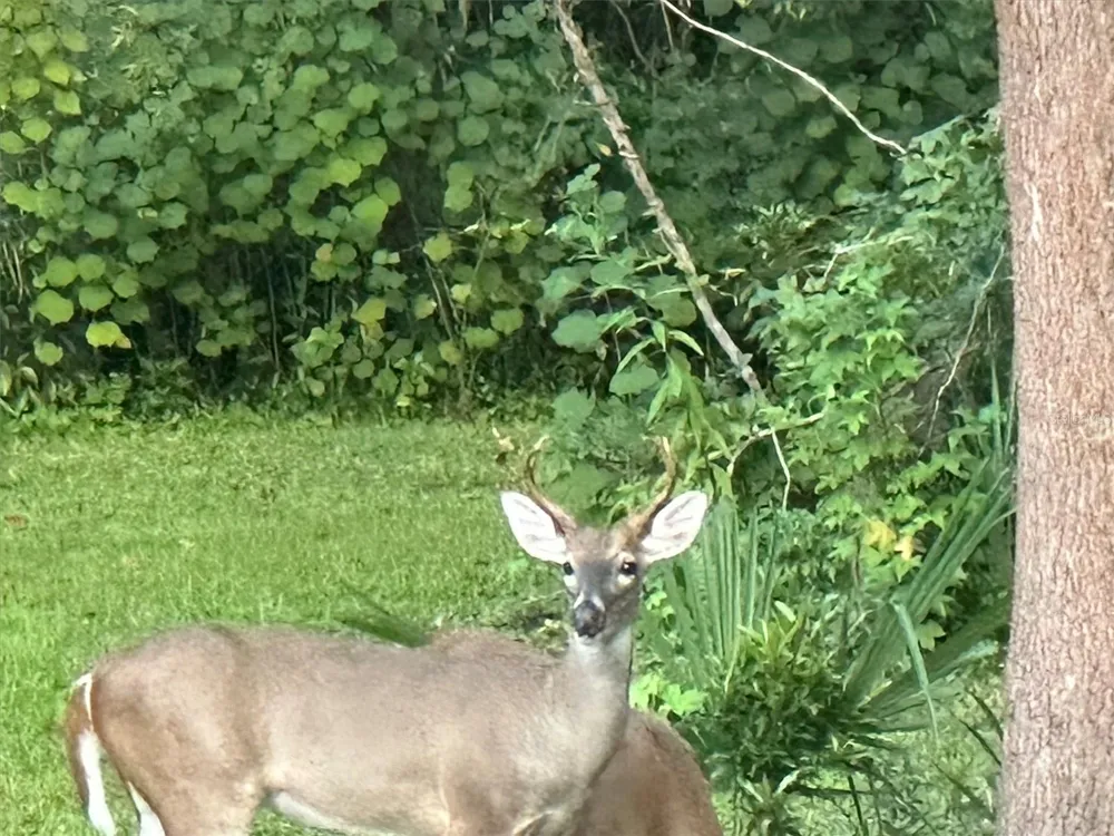 6012 VALLEY SPRING DRIVE Brooksville, FL 34601