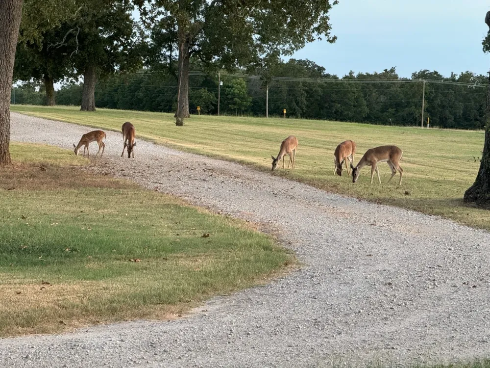 9748 County Road 1200 Athens, TX 75751