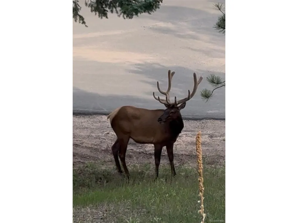 9759 Fallen Rock Road Conifer, CO 80433