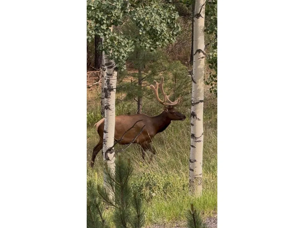 9759 Fallen Rock Road Conifer, CO 80433