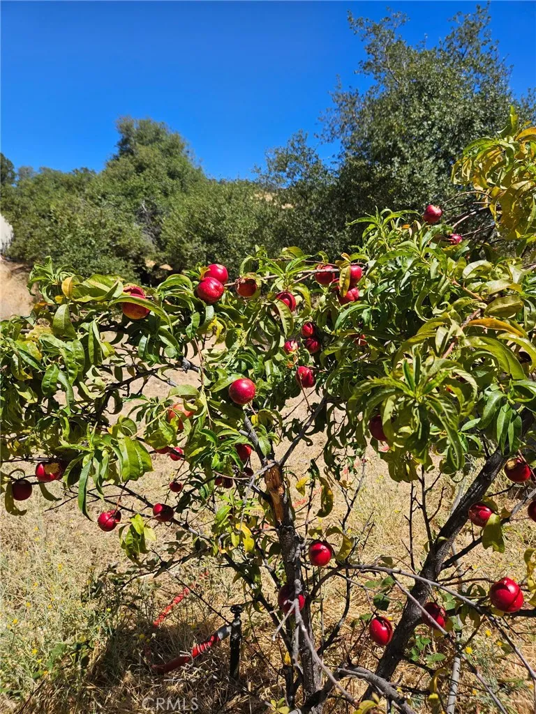 2728 Pentz Road Butte Valley, CA 95965