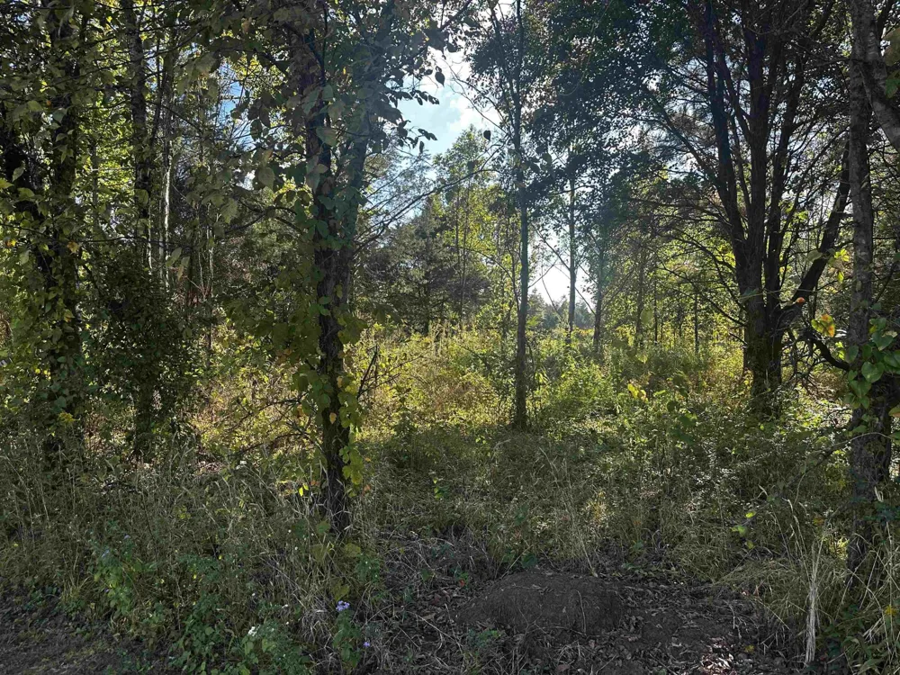 0 CATFISH LN LN Crump, TN 38327