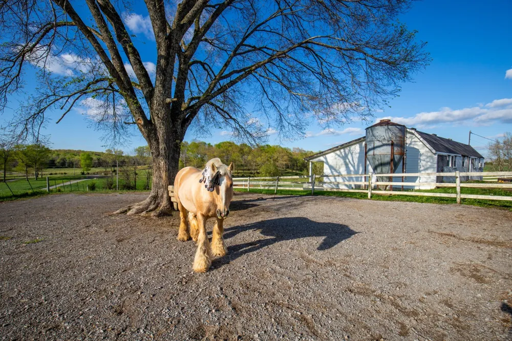 501 Burnt Hill Rd Unionville, TN 37180