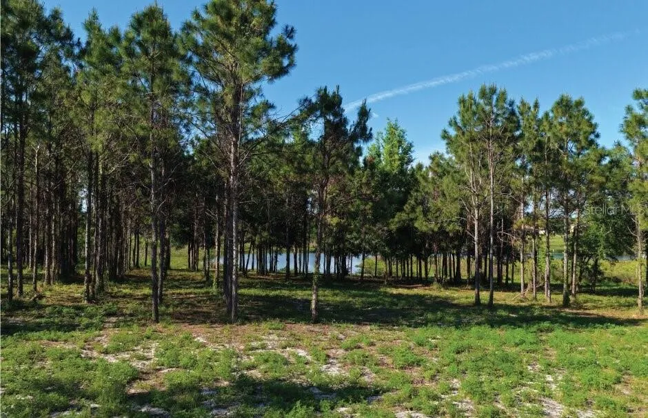 9717 MORTON JONES ROAD Gotha, FL 34734