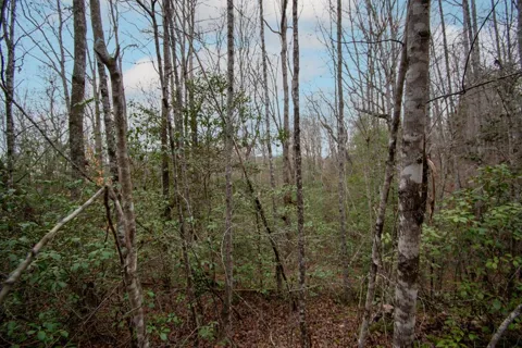 Lot 6 Posey Place