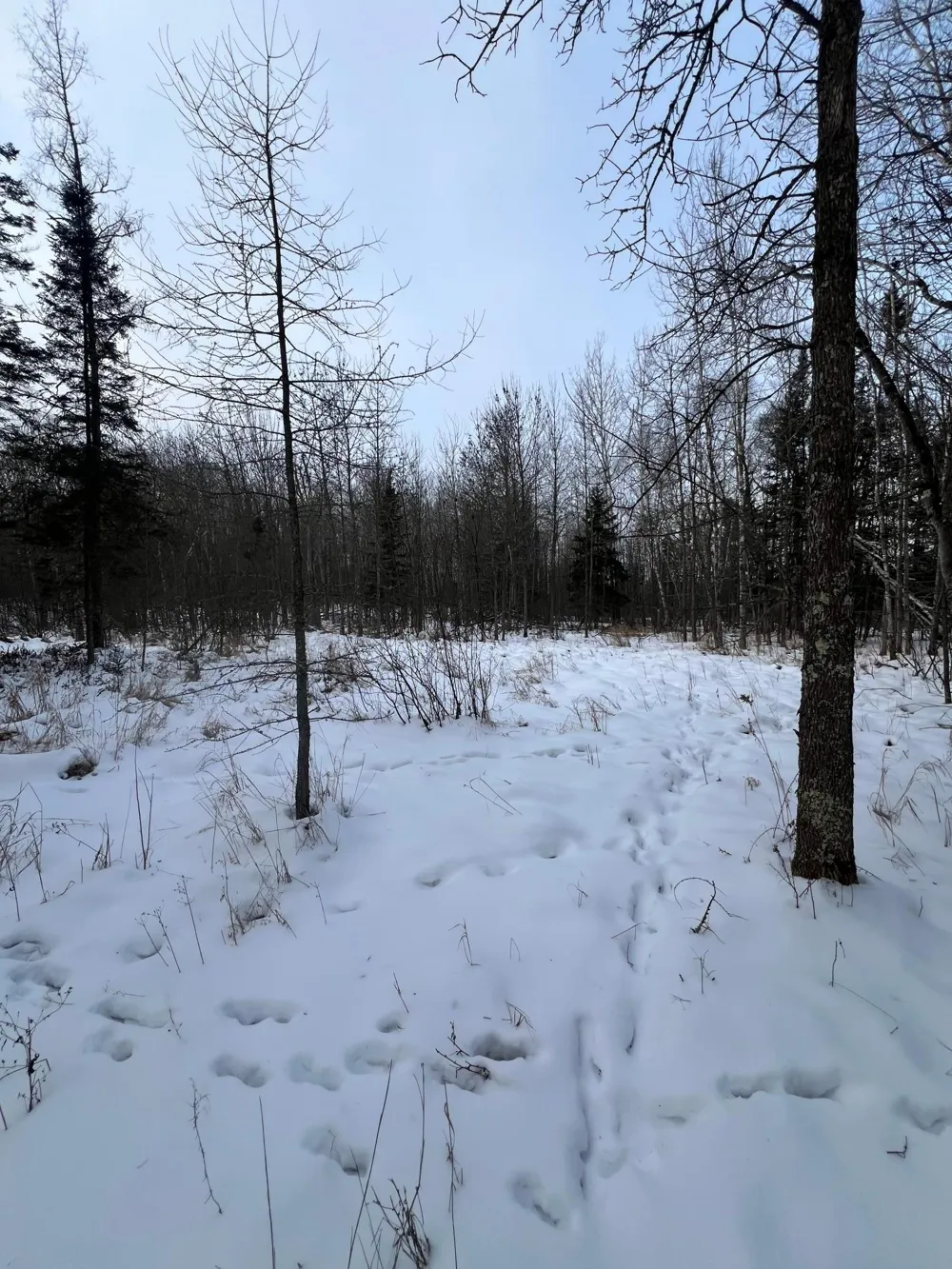 TBD County Rd 67 Grand Rapids, MN 55744