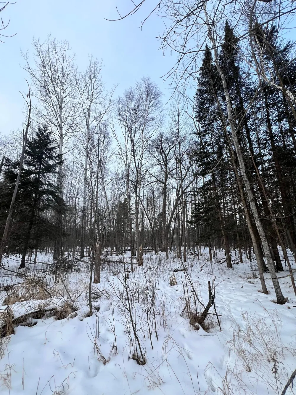 TBD County Rd 67 Grand Rapids, MN 55744
