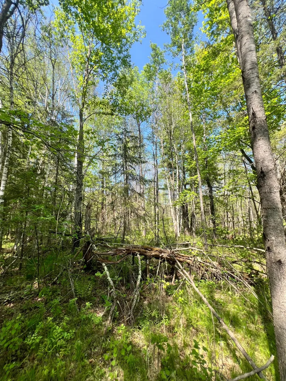 TBD County Rd 67 Grand Rapids, MN 55744