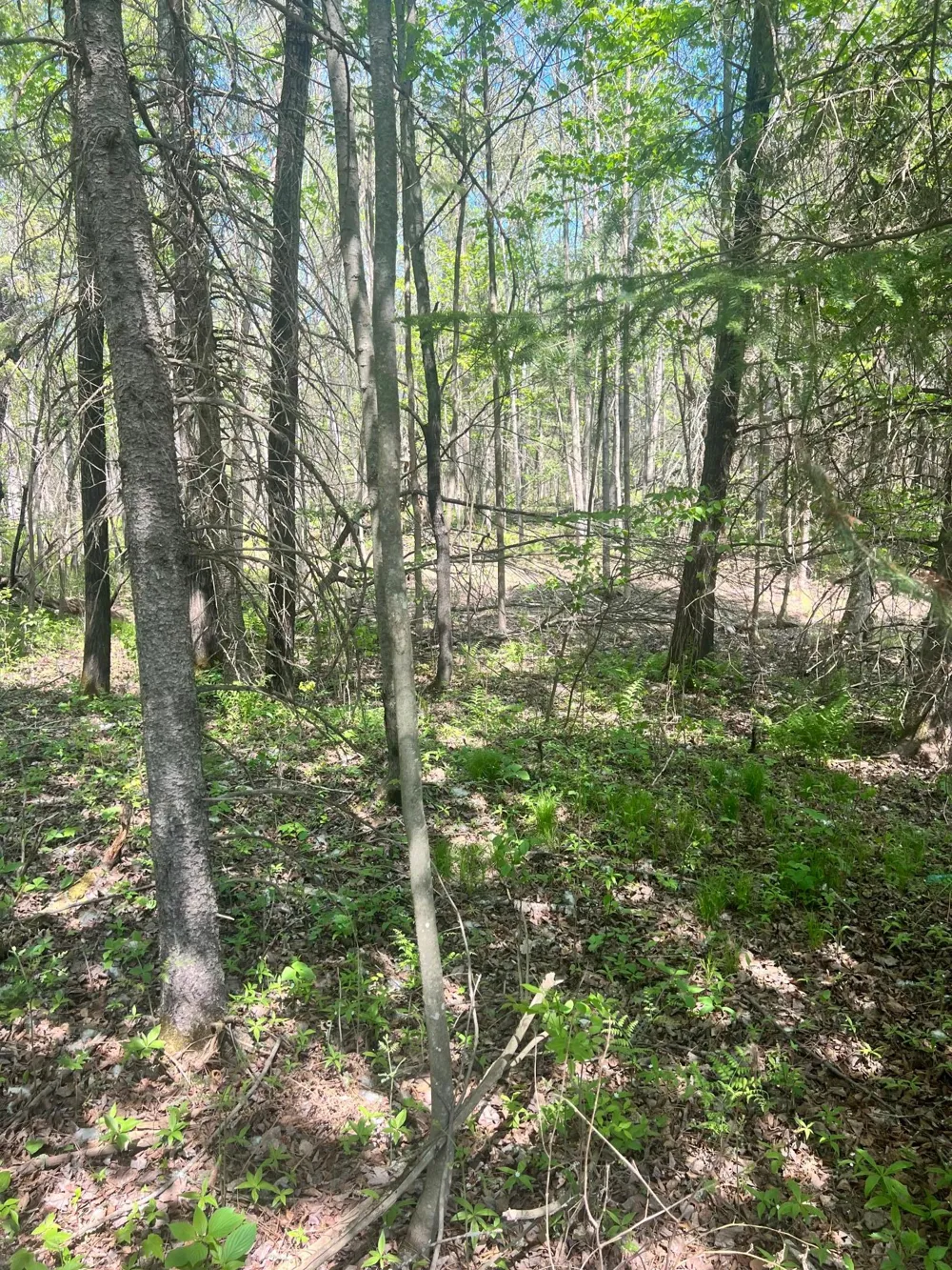 XXX Co Rd 67 Grand Rapids, MN 55744