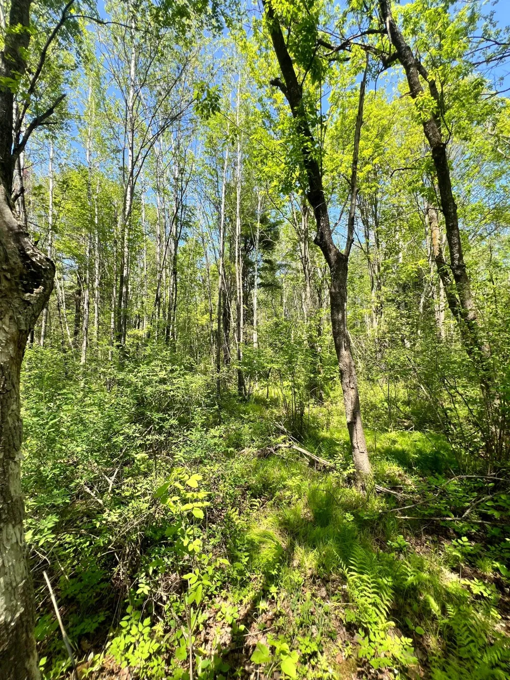 XXX Co Rd 67 Grand Rapids, MN 55744